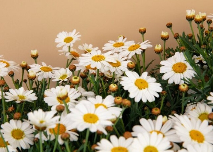 Si Tangguh yang Memikat Hati, Inilah 7 Fakta Menarik Bunga Daisy yang Jadi Simbol Kesetiaan