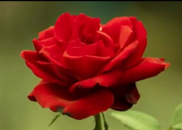 Berikut 4 Bunga Mawar Paling Indah dan Cocok Untuk Hiasan di Rumah Anda