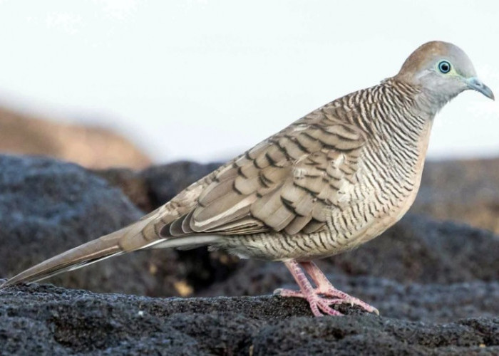 5 Jenis Burung Perkutut Pembawa Keberuntungan dan Kekayaan, Tak Habis 7 Turunan