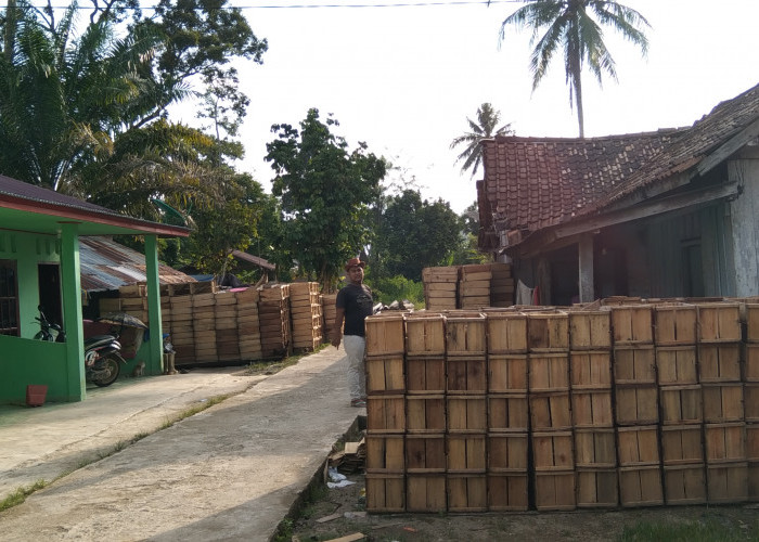 Wow, 1.500 Peti Buah Duku Per hari Dikirim Ke Pulau Jawa 
