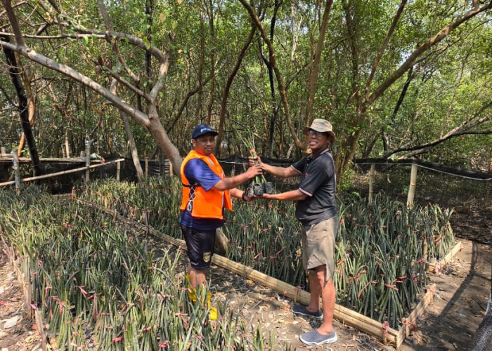 Wow! TPS Siapkan 15.000 Bibit Mangrove, Serap Ribuan Ton Karbon dan Selamatkan Pesisir Surabaya