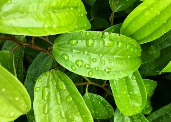 Manfaat Bersihkan Daerah Kewanitaan dengan Daun Sirih, Begini Langkah-langkahnya