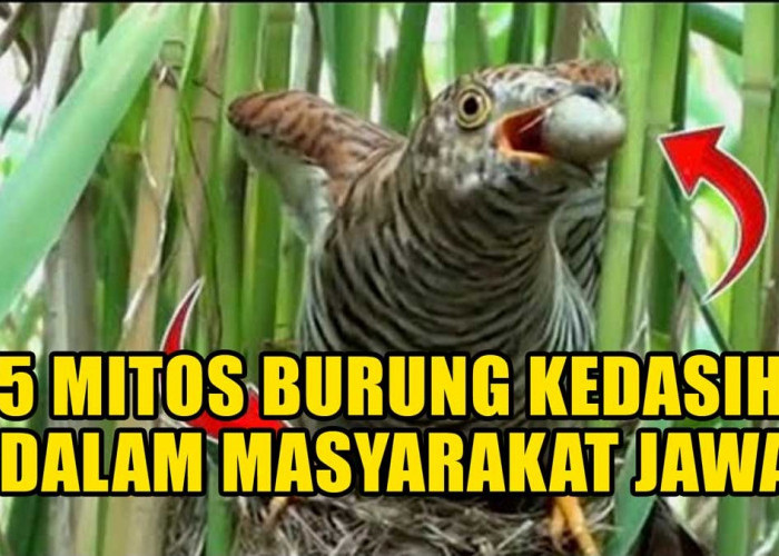 5 Mitos Burung Kedasih dalam Masyarakat Jawa, Nomor 3 Bikin Kamu Terkejut