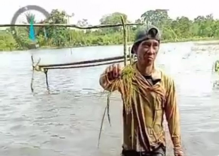 Terendam Banjir, Ratusan Hektare Lahan Sawah di Muratara Gagal Panen