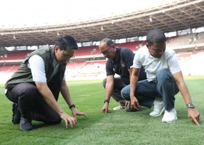 Revitalisasi Lapangan SUGBK Terus Dilakukan, Pengelola Gunakan Rumput Jenis Zoysia Matrella