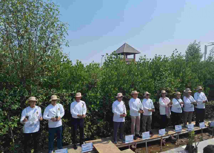 Sumbang 15.000 Bibit Mangrove, Bukit Asam Ikut Aksi Ini