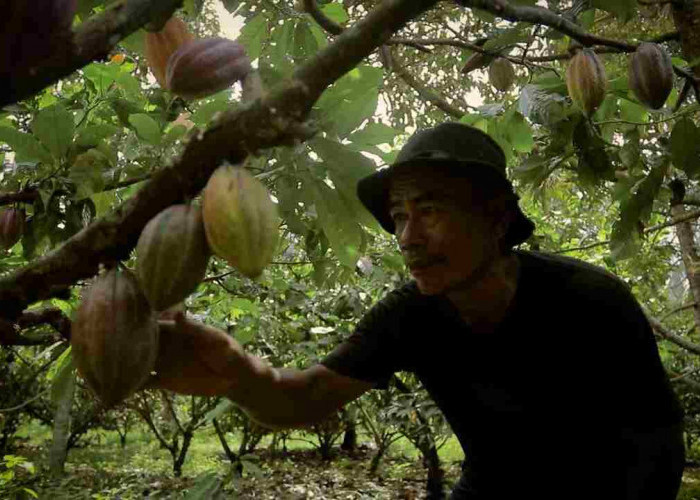 Dari Potensi Lokal ke Prestasi Nasional, Desa BRILiaN Sausu Tambu Perkuat Ekonomi Pesisir