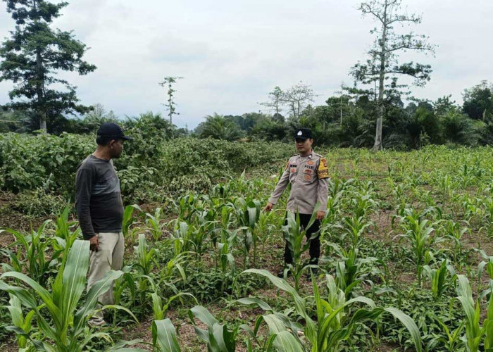 Dukung Ketahanan Pangan Nasional, Bhabinkamtibmas Polres Lahat Kawal Sukses Panen Jagung di Kikim Timur