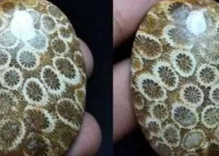 Memiliki Motif Bunga-Bunga Kecil, Batu Akik Jenis Ini Disebut Batu Akik Termahal di Indonesia, Benarkah?