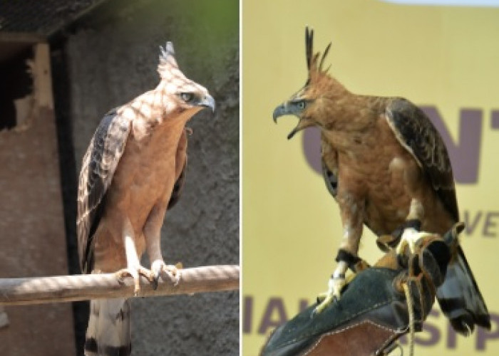 Burung Ini Terancam Punah, Padahal Dia Lambang Negara, Miris Ya?