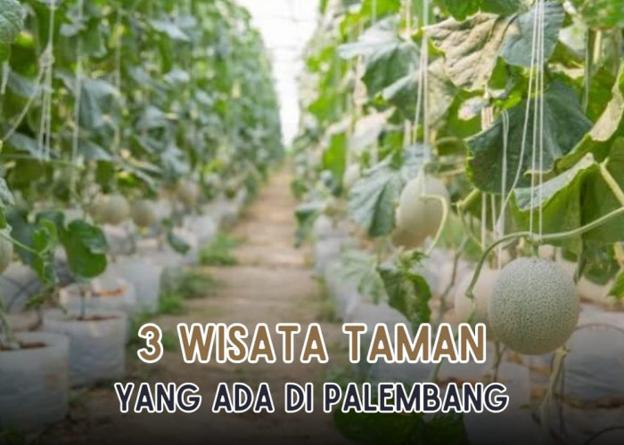 3 Rekomendasi Wisata Taman di Palembang, Dari Hamparan Bunga hingga Memetik Buah Ada Di Sini Lho!