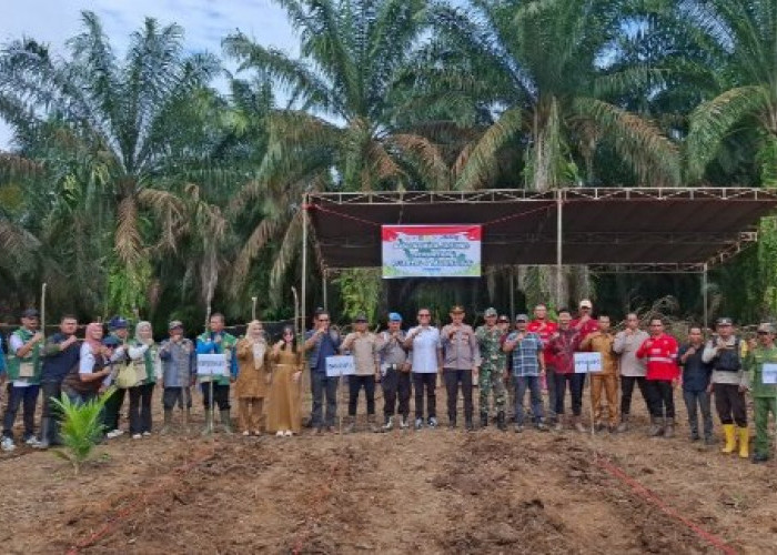 Dukung Program Ketahanan Pangan, Polsek Lais Sinergi dengan Forkopimcam dan Perusahaan Tanam Jagung Bersama