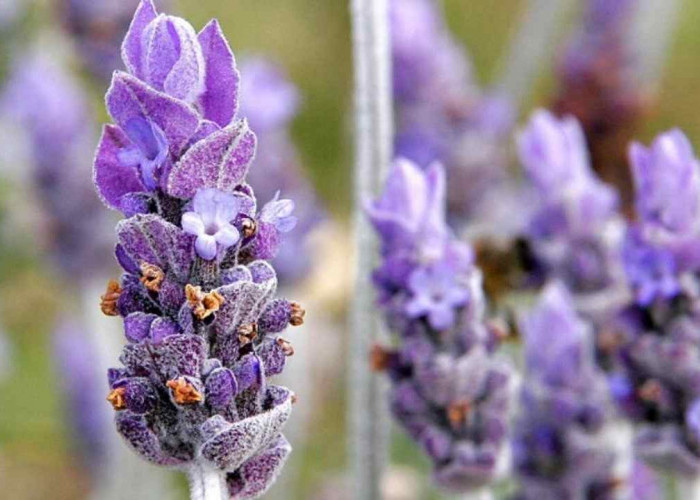 Bukan Sekadar Cantik! 8 Tanaman Hias Ini Bikin Rumah Wangi dan Tubuh Lebih Sehat