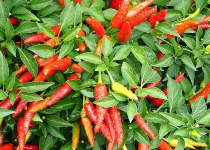 Rahasia Petani Bikin Cabai Cepat Berbuah Lebat, Ternyata Ini Kuncinya!