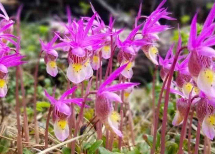 Beda dari Anggrek Biasa, 6 Jenis Anggrek Tanah Ini Cantik dan Mudah Dirawat