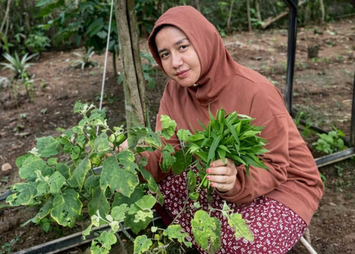 Modal Lahan Belakang Rumah, Sosok Wanita di Lahat Ini Sukses Panen Sayur Organik Melimpah!