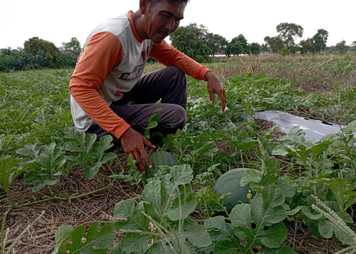 Begini Cara Menanam Dan Merawat Buah Semangka Dijamin Hasil Panen