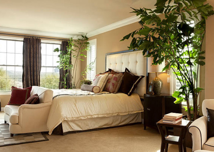 Solusi Tidur Sehat dengan 4 Tanaman Hias Ini