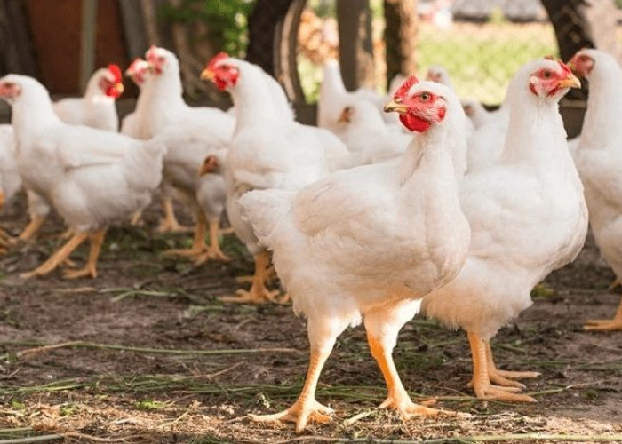3 Daerah di Sumatera Selatan Gudangnya Daging Ayam, Palembang Termasuk?