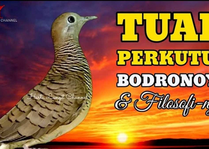 Ini Ciri Mathi dan Filosofi Perkutut Bodronoyo, Burung Perkutut yang Sangat Baik untuk Dipelihara 