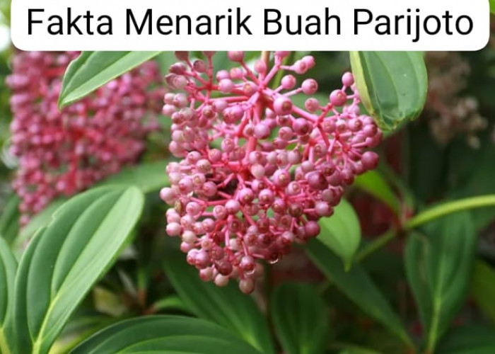 Fakta Menarik Buah Parijoto, Emak-Emak Suka Banget, Yuk Kita Simak