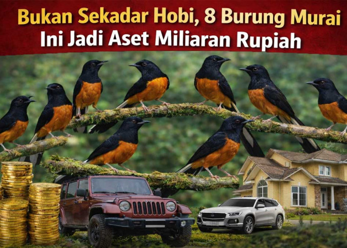 Bukan Sekadar Hobi, 8 Burung Murai Ini Jadi Aset Miliaran Rupiah, Nomor 1 Pecahkan Rekor MURI
