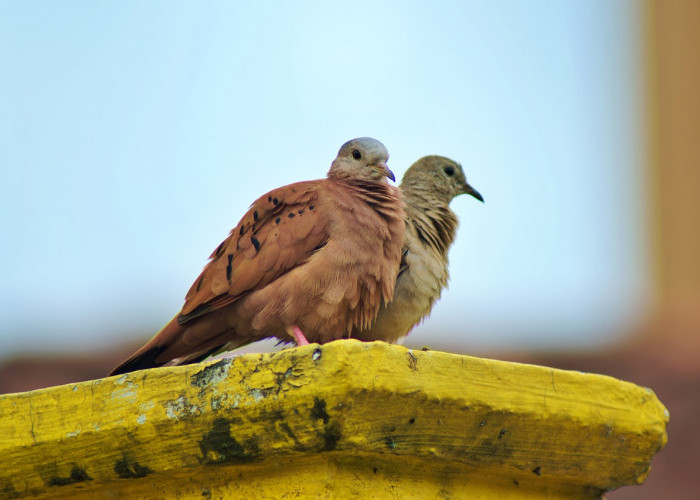 5 Jenis Katuranggan Perkutut Paling Dicari Pecinta Burung, Harganya Setara Mobil Baru