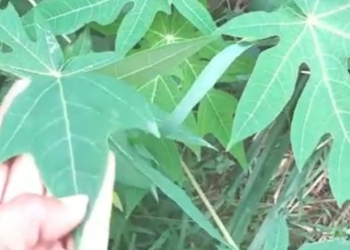 Inilah 10 Manfaat Daun Pepaya Bagi Kesehatan Tubuh Anda