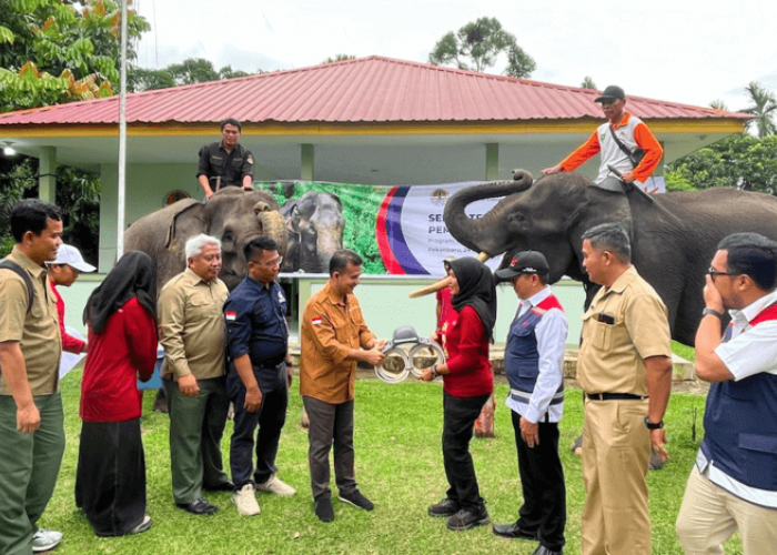 Pantau Pergerakan Gajah Sumatera, Hutama Karya Pasang GPS Collar di Sekitar Tol Pekanbaru-Dumai