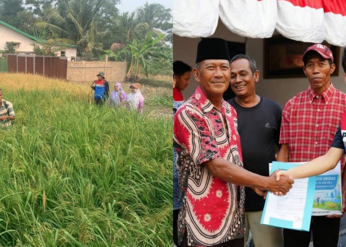 Petani Sungai Rebo Makin Cuan! Program Mina Padi Kilang Plaju Bikin Panen Naik Jadi 7 Ton