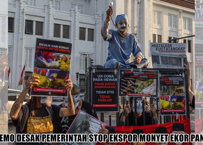 Puluhan Ribu Orang Bikin Geger, Desak Pemerintah Hentikan Ekspor Monyet Ekor Panjang!