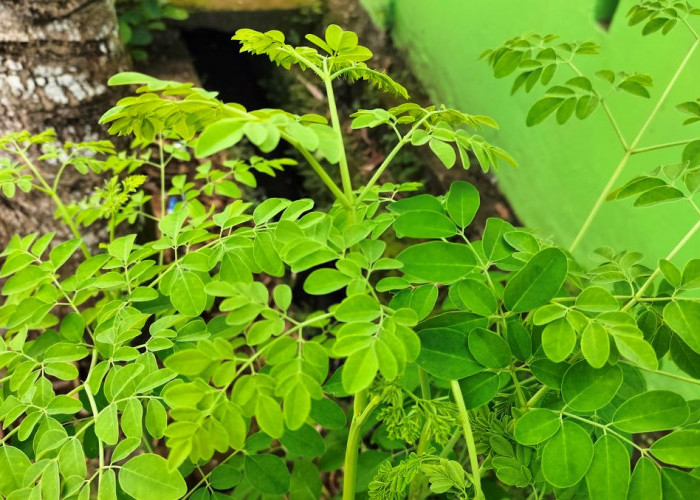 Selain Daun Katu, Ini Tanaman yang Bisa Memperlancar Asi