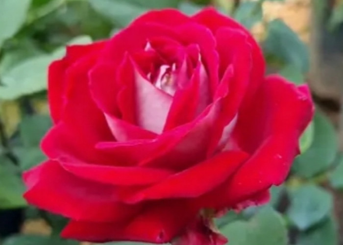 5 Jenis Bunga Mawar Paling Populer, Nomor 4 Diperkenalkan pada Tahun 1950