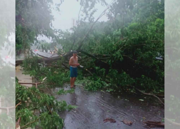 Hujan ‘November Rain’, Banyak Pohon Tumbang di Palembang