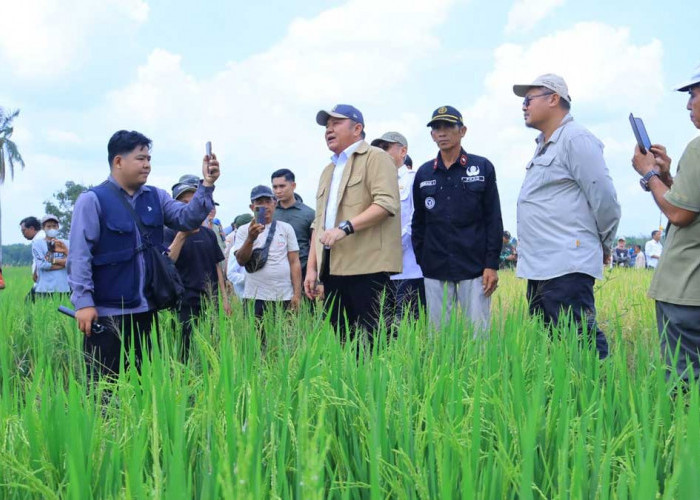 Optimistis Produksi Gabah Sumsel Tembus 5 Juta Ton, Gubernur Sumsel Gaspol Pacu IP 300 dan Pertanian Modern