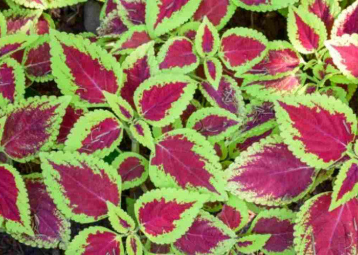 Ruang Keluarga Jadi Lebih Hidup! 5 Tanaman Hias Indoor Cantik Ini Bikin Rumah Makin Estetik