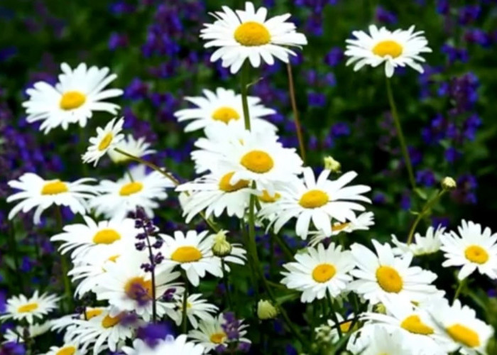 Sebaiknya Anda Tahu: Tanaman Hias Bunga Daisy Memiliki Simbol Kerendahan Hati