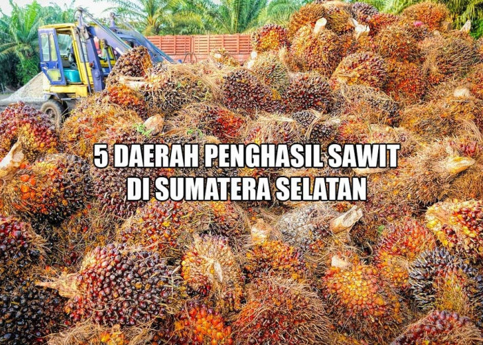 5 Daerah Penghasil Kelapa Sawit Terbesar di Sumatera Selatan, Banyuasin Masuk Daftar, Juaranya Kabupaten Ini 
