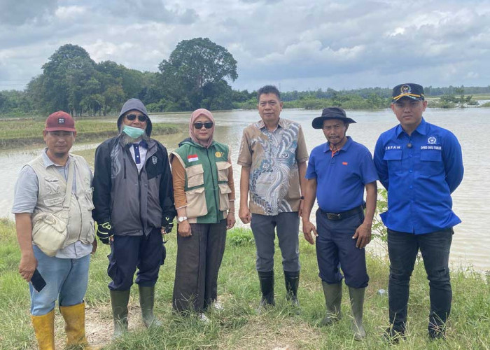 Nasib Petani Belitang Pasca Banjir: Komisi II DPRD OKU Timur Perjuangkan Bantuan Benih dan Ganti Rugi