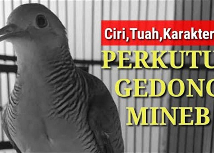 Kicauan Perkutut Mineb Gedong Diyakini Bisa Menarik Keberuntungan dan Kekayaan, Apalagi Ketika di Waktu Ini