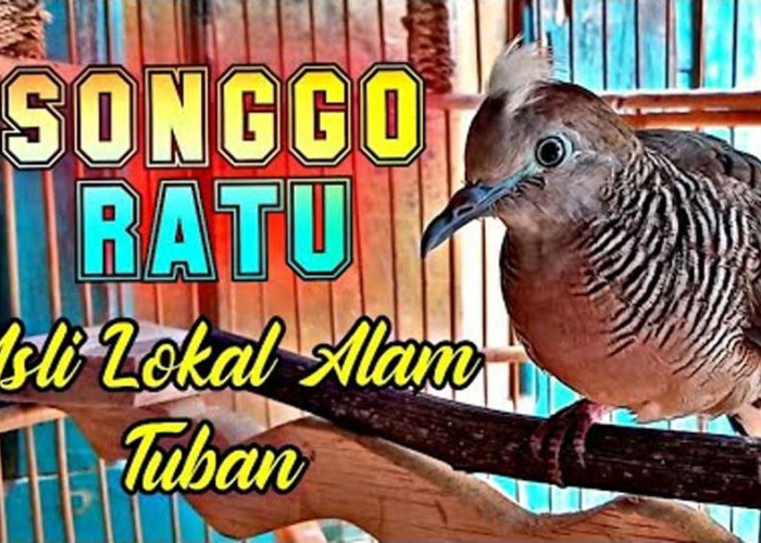 Peliharaan Para Raja, Inilah Ciri Khas dan Keistimewaan Burung Perkutut Songgo Ratu