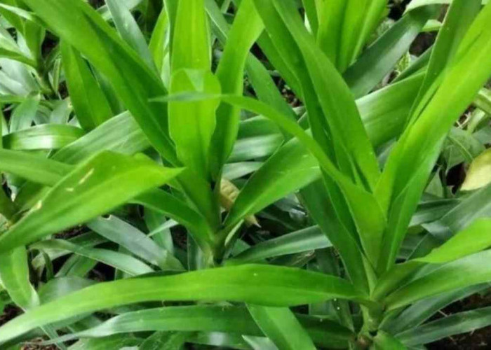 Lebih dari Sekadar Pewarna Alami, Ini Khasiat Daun Suji bagi Tubuh