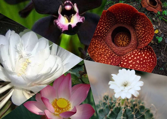 5 Bunga yang Diburu Kolektor, Nomor 4 ada Si Manis dari Papua