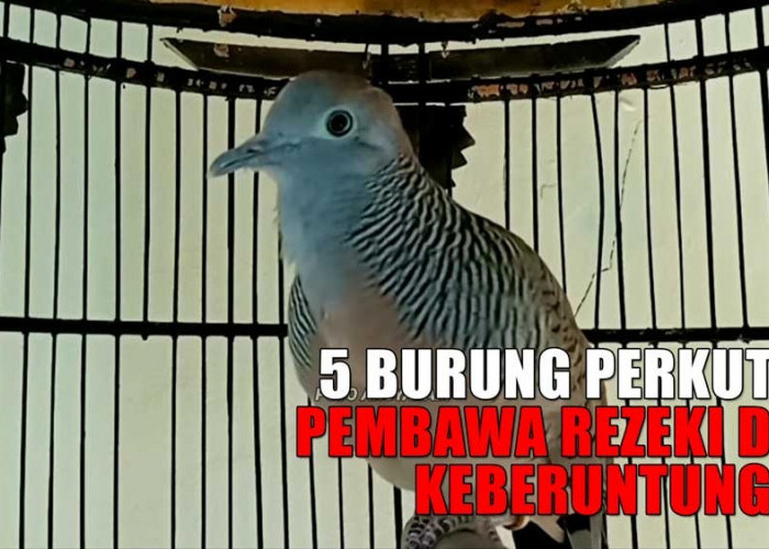 Segera Pelihara 5 Jenis Perkutut Ini, Dipercaya Dapat Membawa Rezeki dan Keberuntungan 