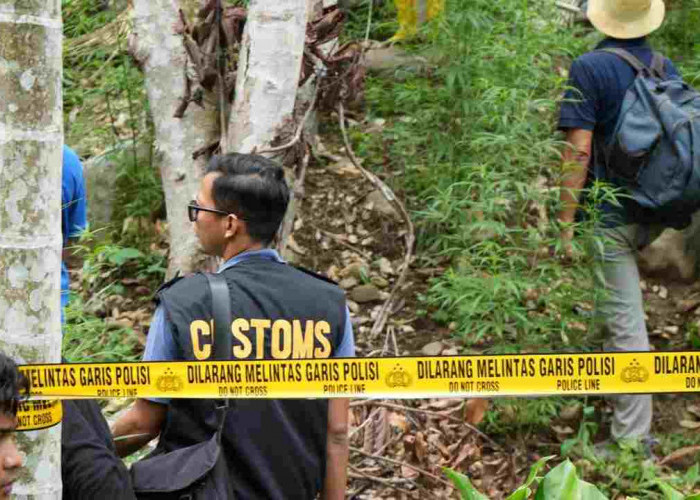 Bea Cukai dan Aparat Bongkar Ladang Ganja di Aceh Utara, Luasnya Bikin Terkejut