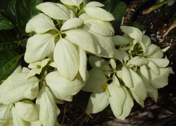 Bukan Sekadar Cantik, Tanaman Hias Ini Ternyata Berkhasiat untuk Tubuh