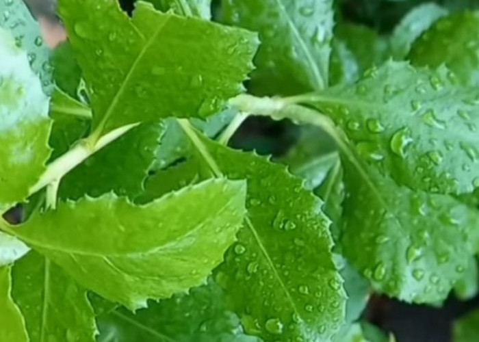 Ternyata Daun Beluntas Bisa Mengatasi Kurang Gigi loh