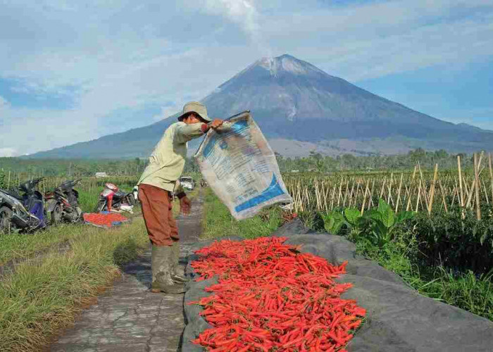 Dorong Swasembada Pangan, BRI Salurkan KUR Rp65,95 Triliun, Jangkau 558 Ribu Petani dan 23 Ribu Nelayan  