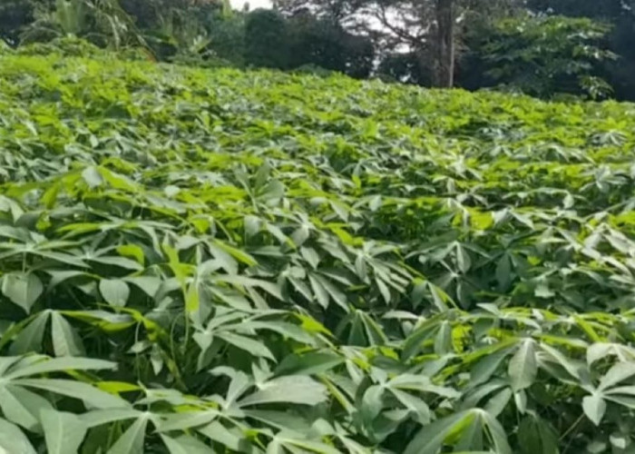 Anda Mengalami Diare? Coba deh Konsumsi Daun Singkong Dijamin Jitu