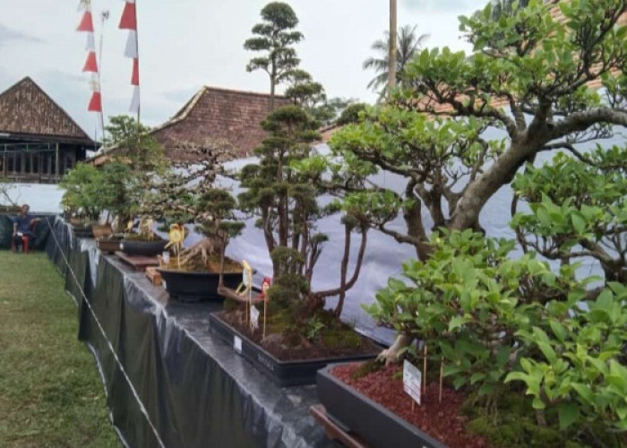 Cantiknya Bonsai Penesak di Ogan Ilir